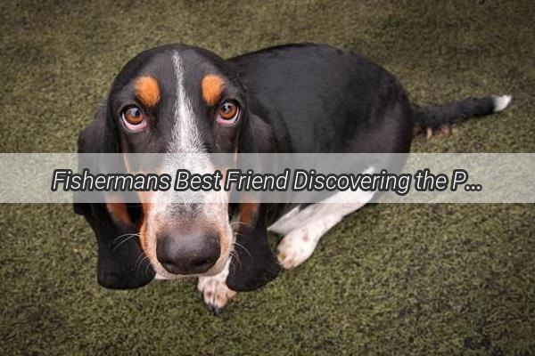 Fishermans Best Friend Discovering the Perfect Dog Breed for Your Fishing Haven